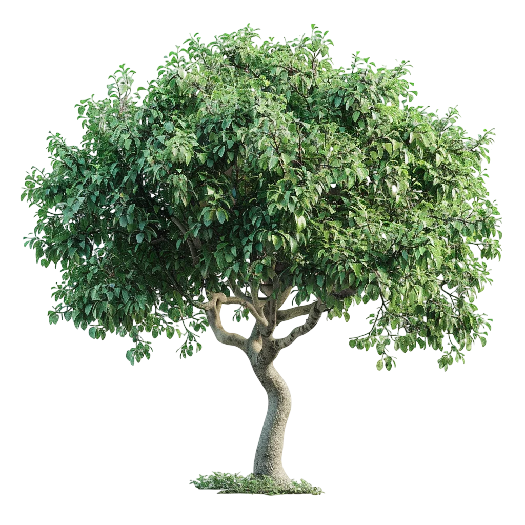 Leafy Green Tree with Curved Trunk Free PNG