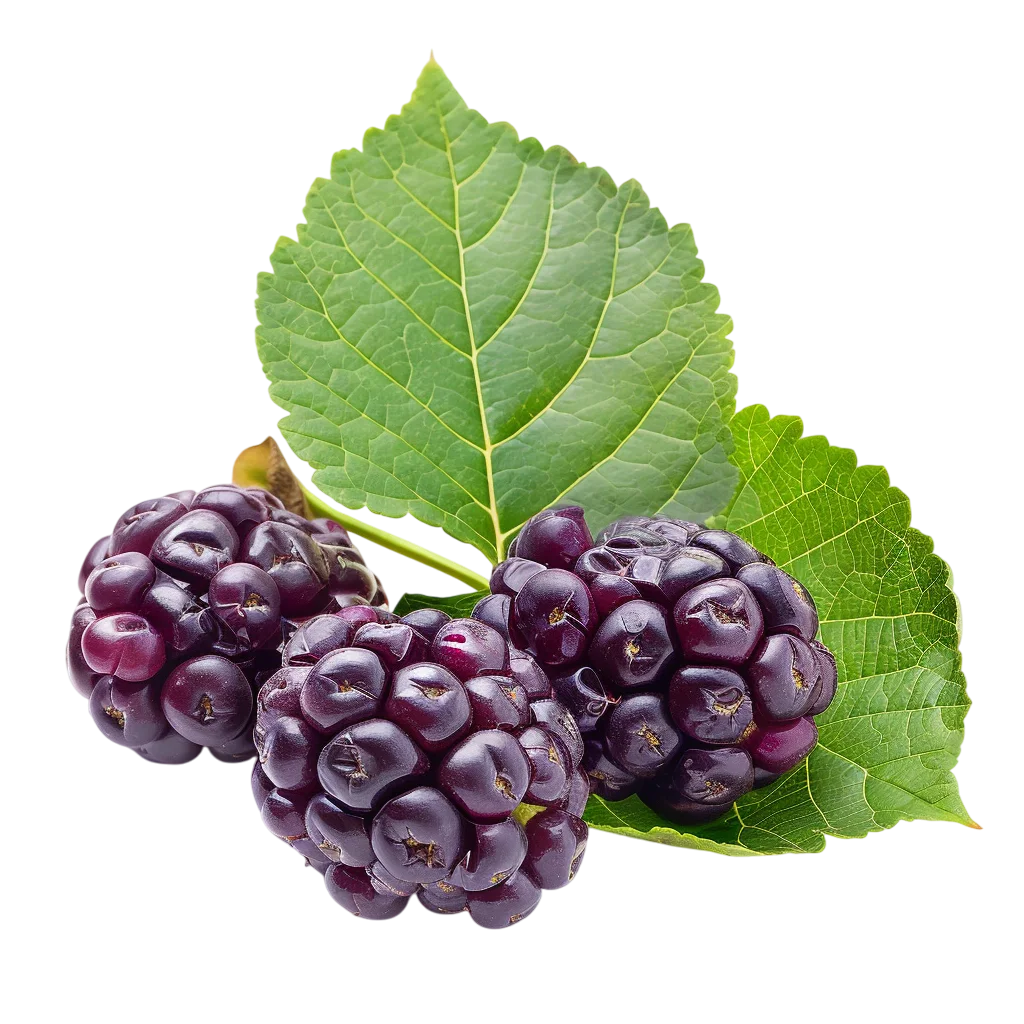 Fresh Ripe Black Mulberries with Green Leaves Free PNG