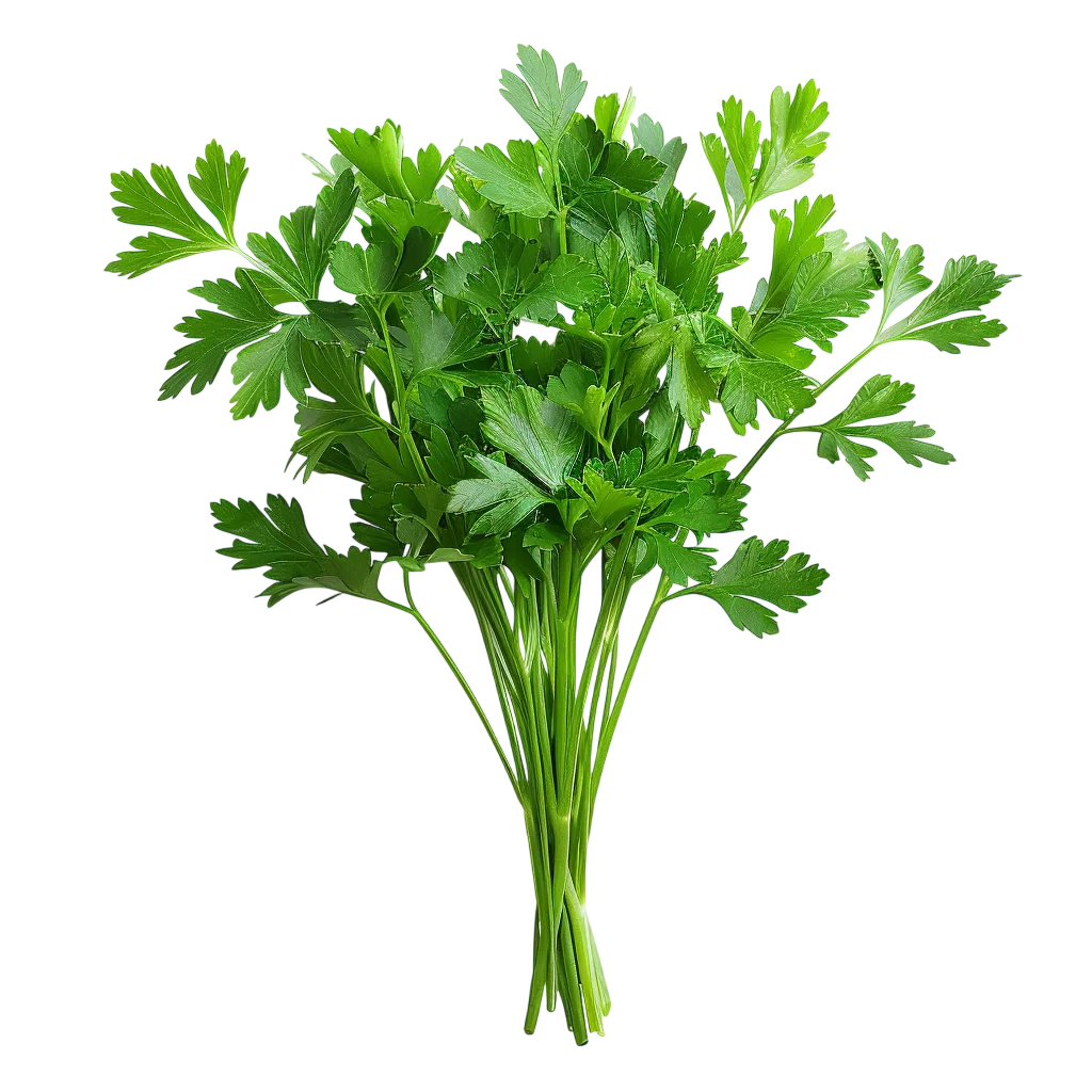 Fresh Parsley Bunch with Stems Free PNG Kitchen Herb