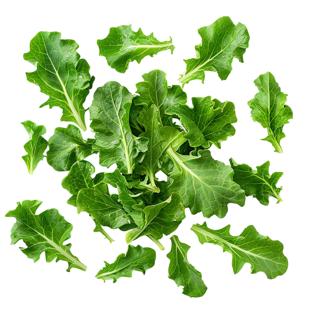 Fresh Arugula Leaves Salad Greens Free PNG Vegetable