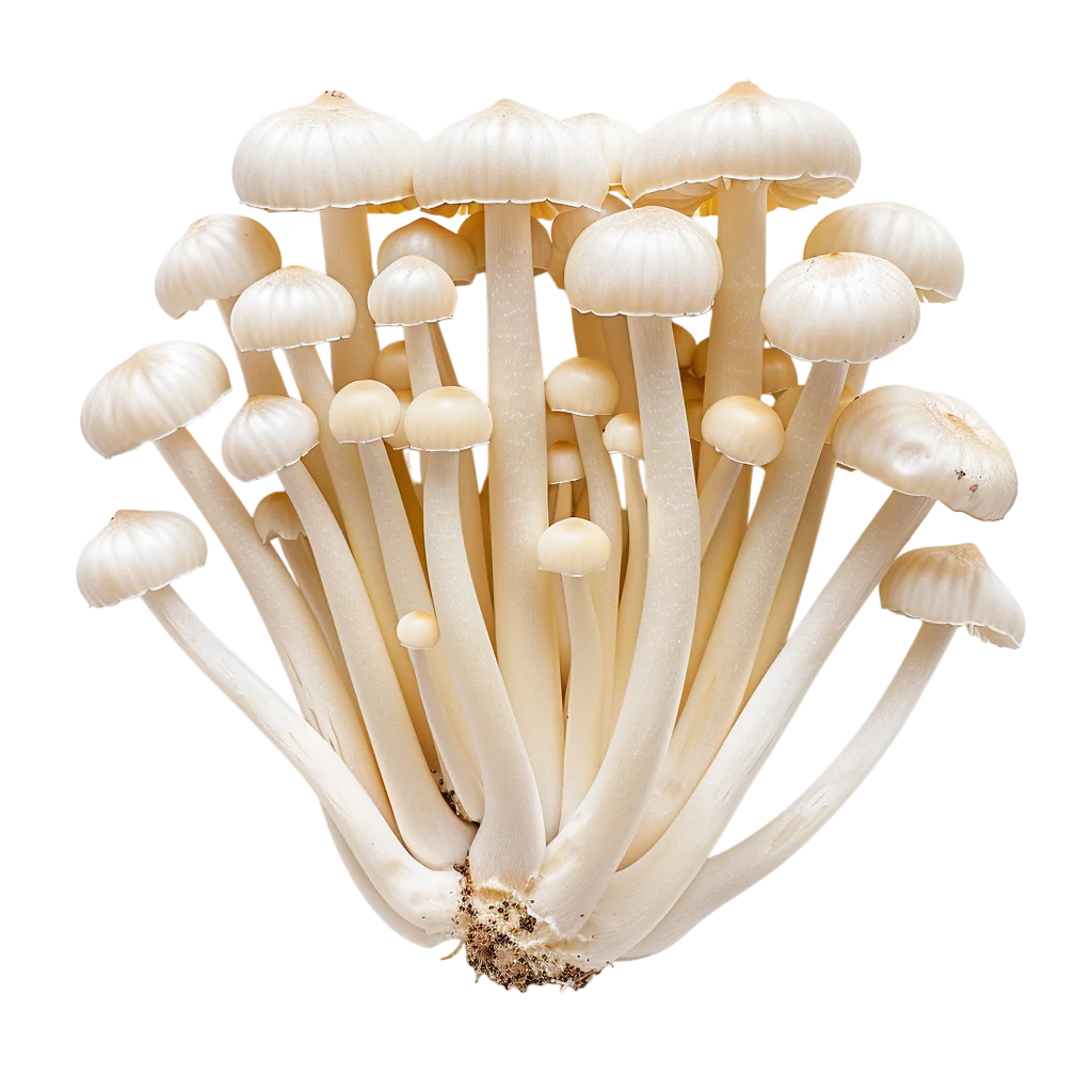 Fresh Shimeji Beech Mushrooms Free PNG Food Clipart