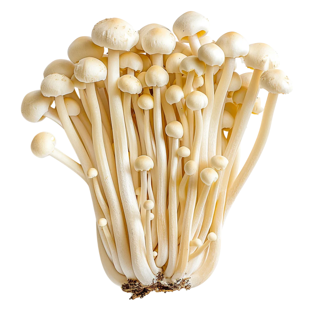 Fresh White Enoki Mushrooms Free PNG Food Clipart