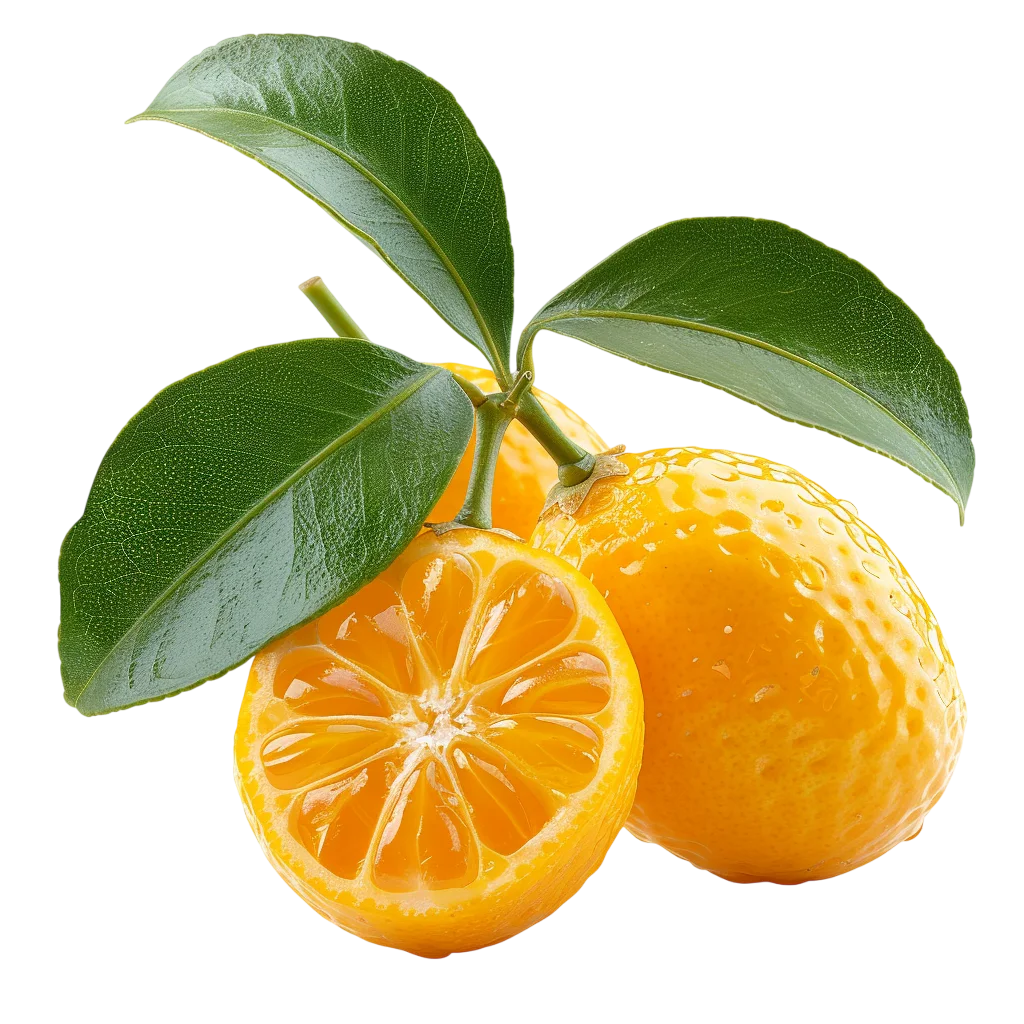 Fresh Kumquats with Green Leaves Citrus Free PNG