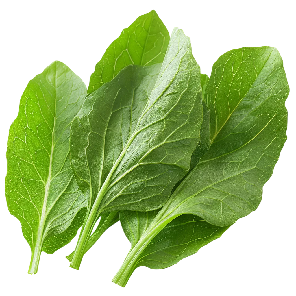 Fresh Green Spinach Leaves Healthy Salad Free PNG