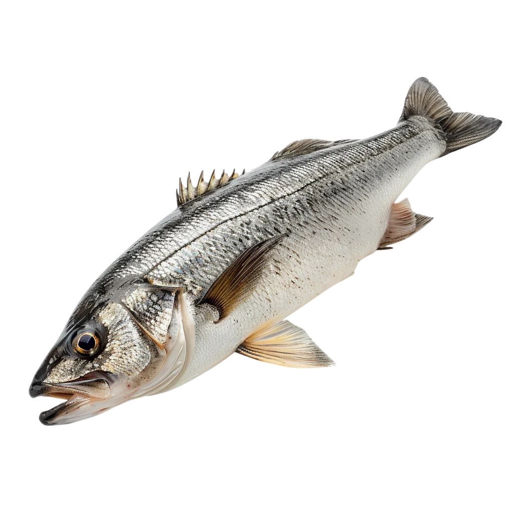 Silver Sea Bass Fish Isolated Free PNG