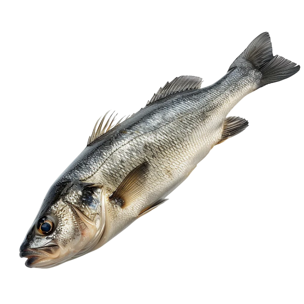 Silver Sea Bass Fish Cutout – Free PNG