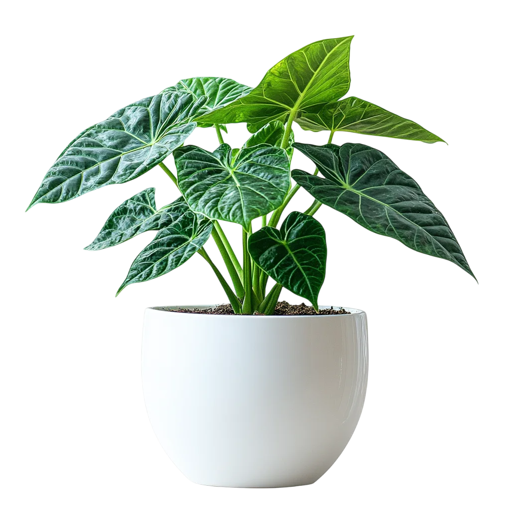Glossy Green Alocasia Houseplant in White Pot Free PNG