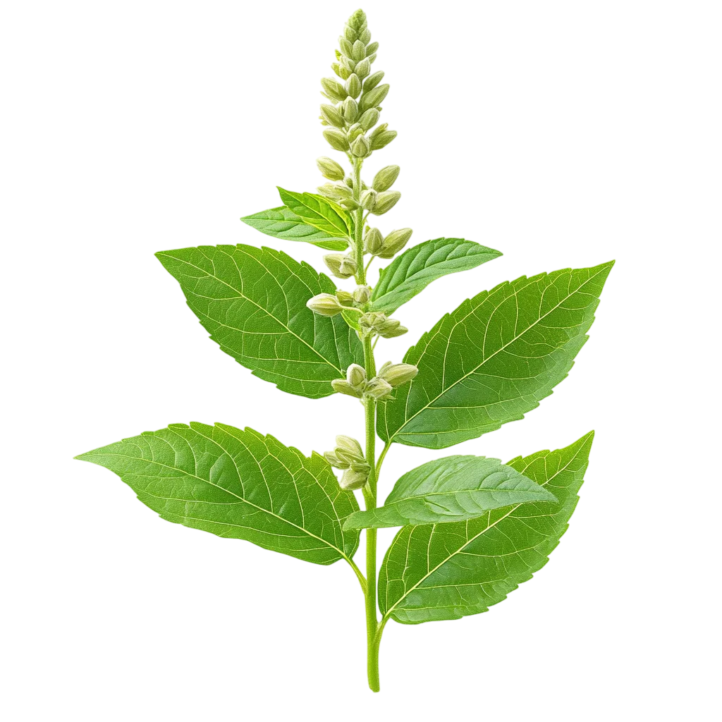 Green Basil Sprig with Flower Buds – Free PNG