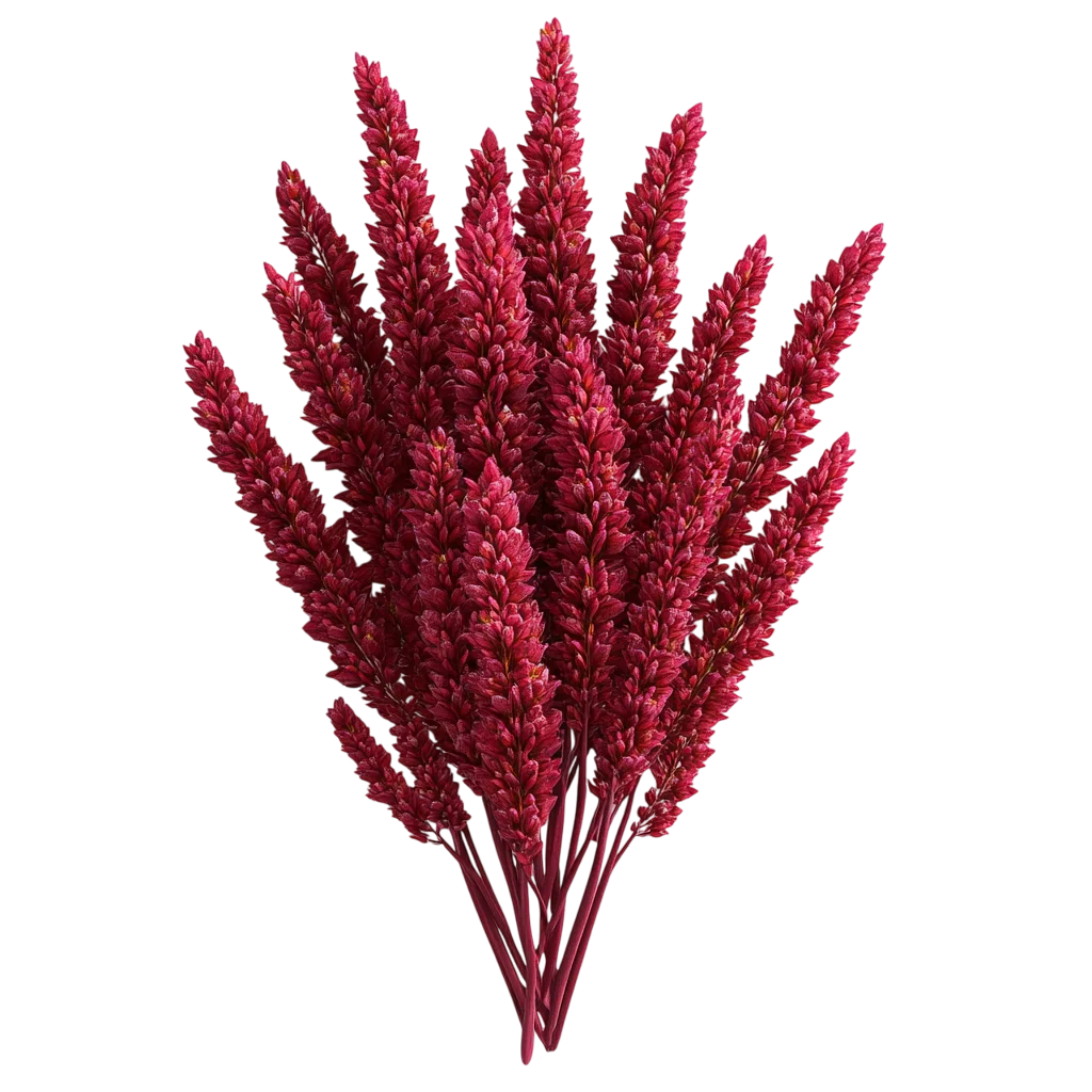 Crimson Dried Flower Plumes Free PNG