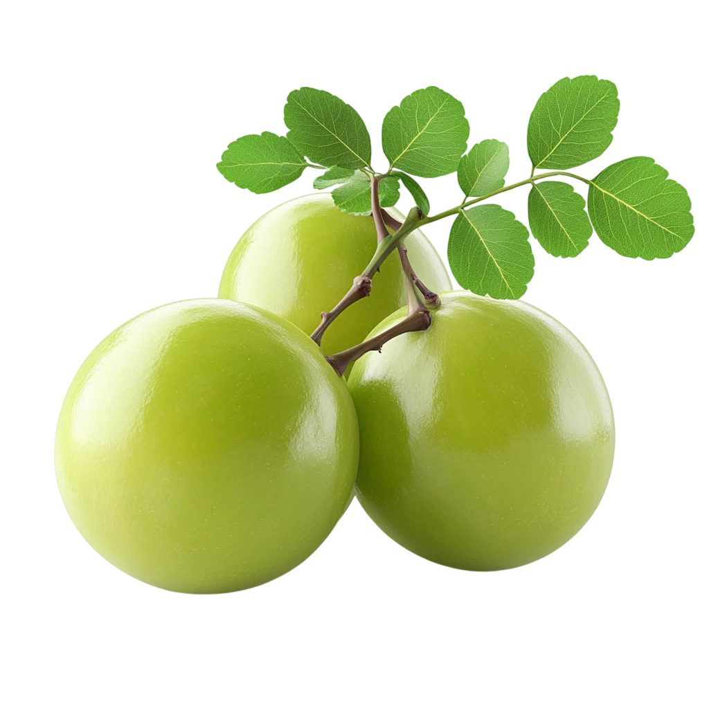 Three Glossy Green Fruits on a Leafy Branch Free PNG