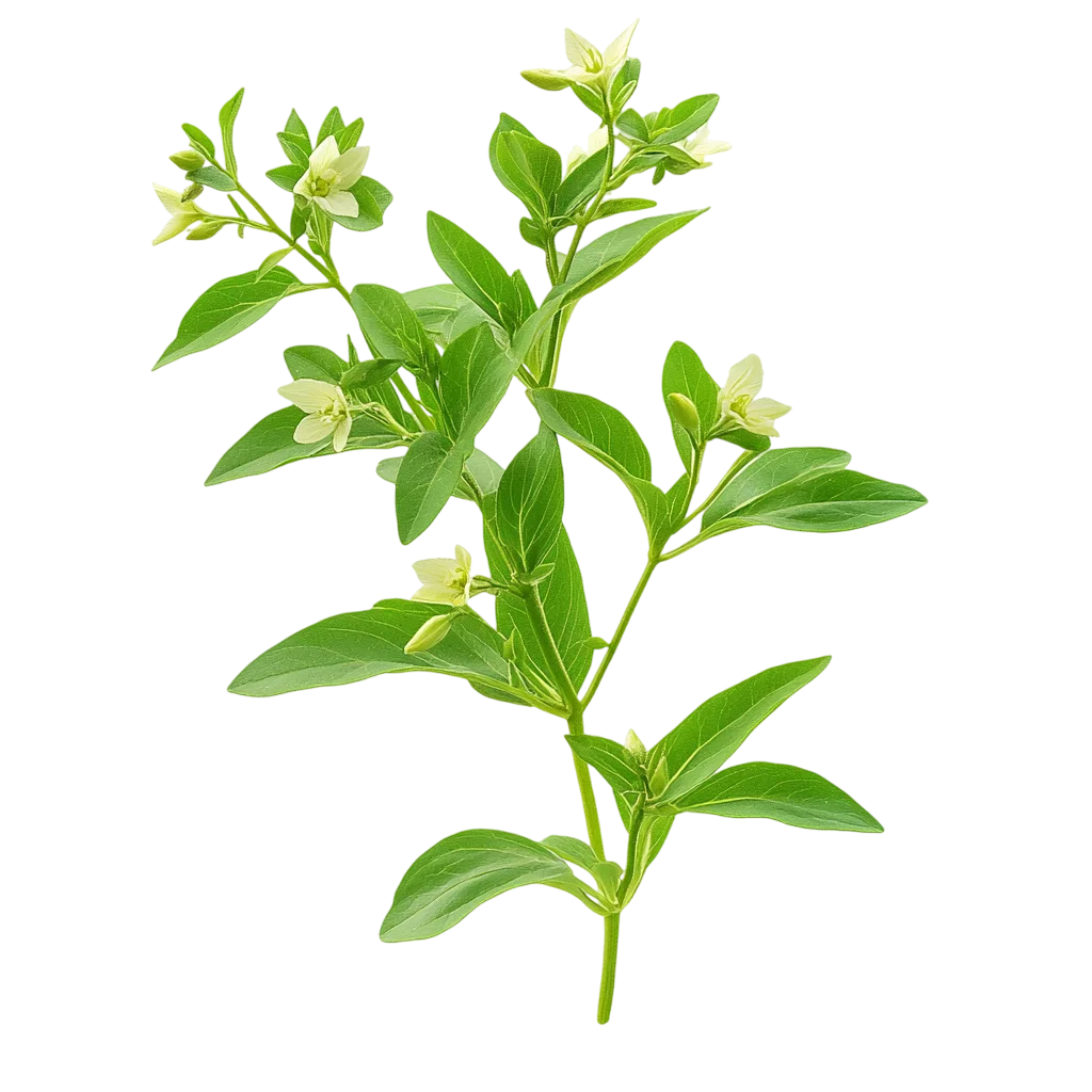 Green Flowering Herb Sprig with Cream Blossoms Free PNG