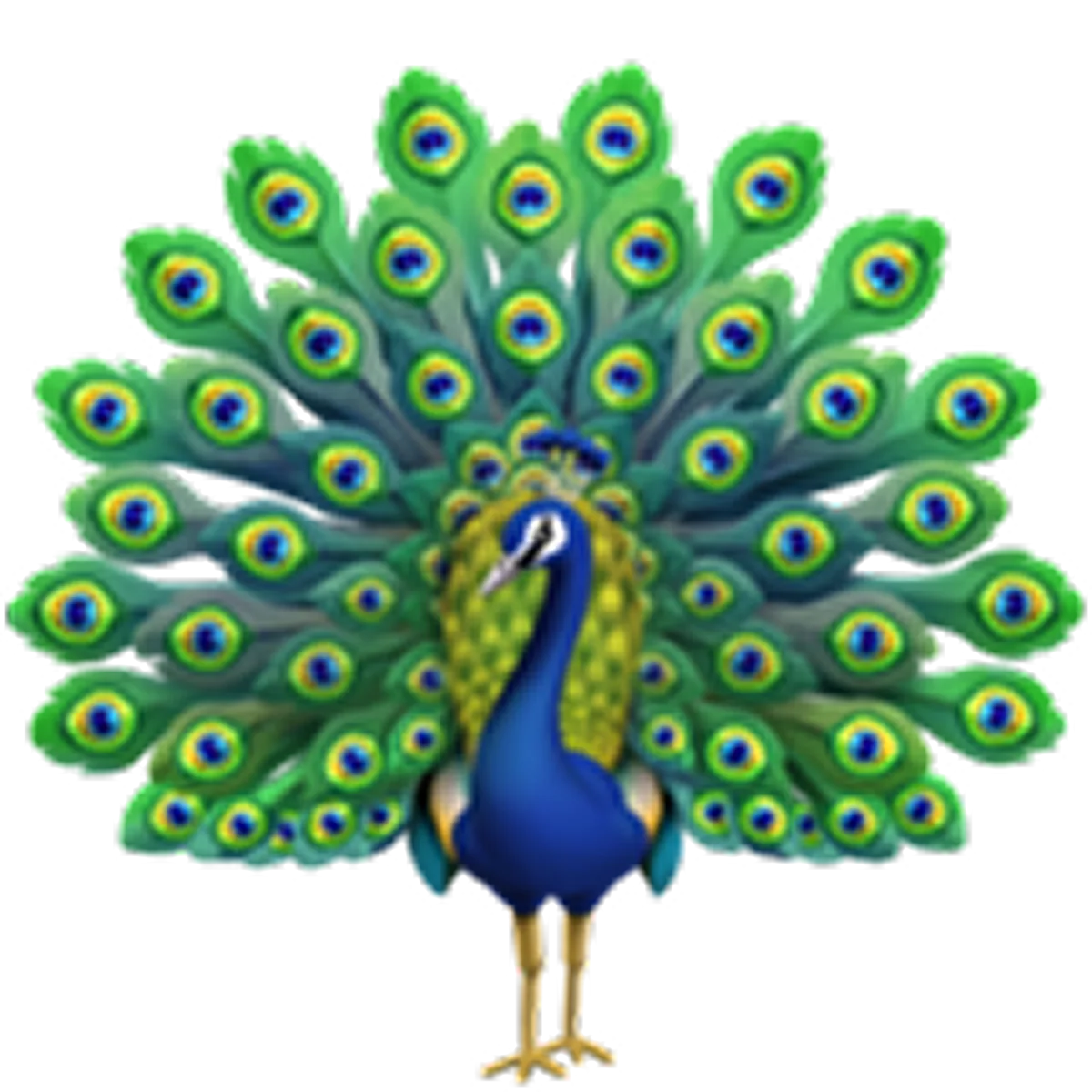 Colorful Peacock with Fanned Tail Free PNG