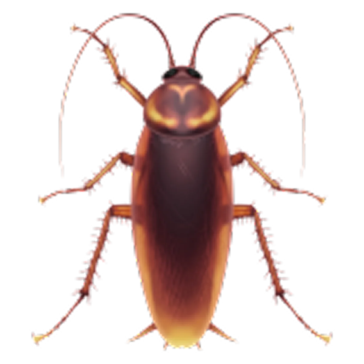Brown Cockroach Illustration with Long Antennae | Free PNG
