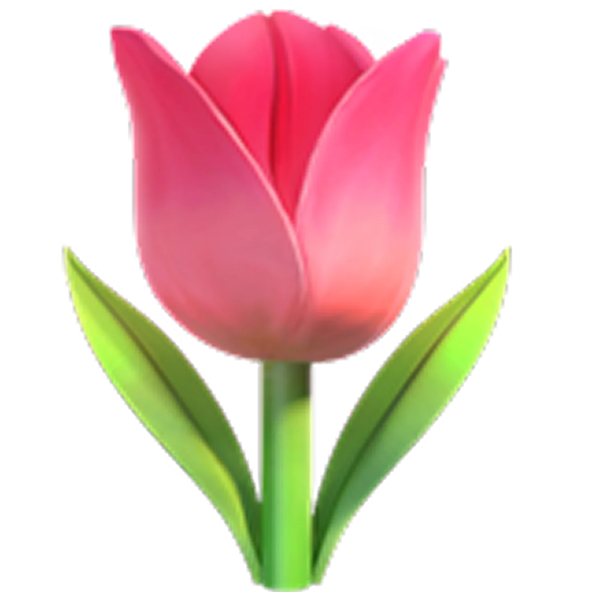 Pink Tulip Flower Illustration Free PNG