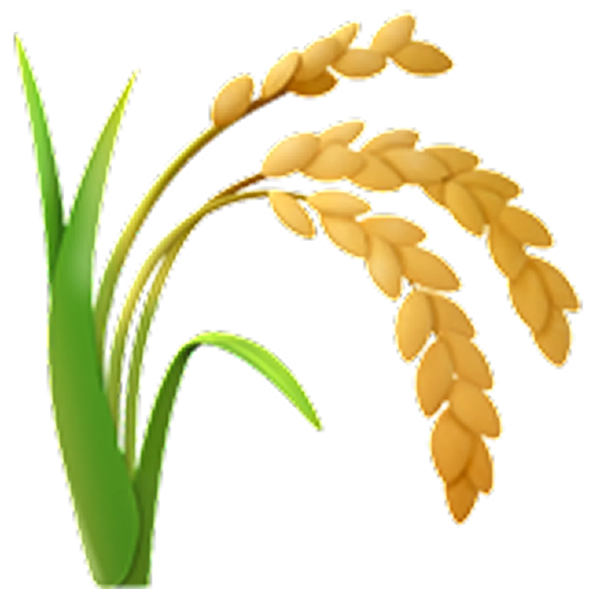 Golden Rice Plant with Green Leaves - Free PNG