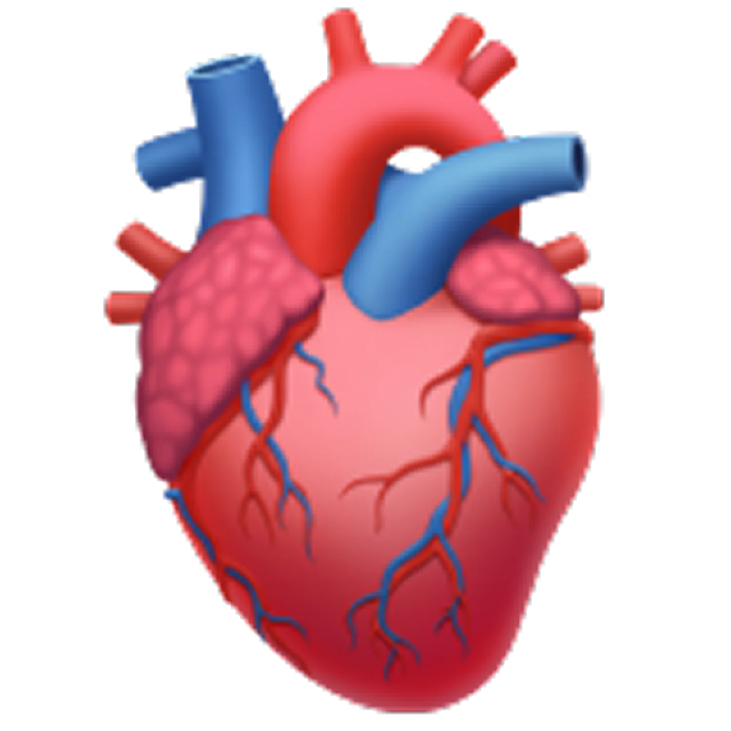3D Anatomical Human Heart Illustration Free PNG
