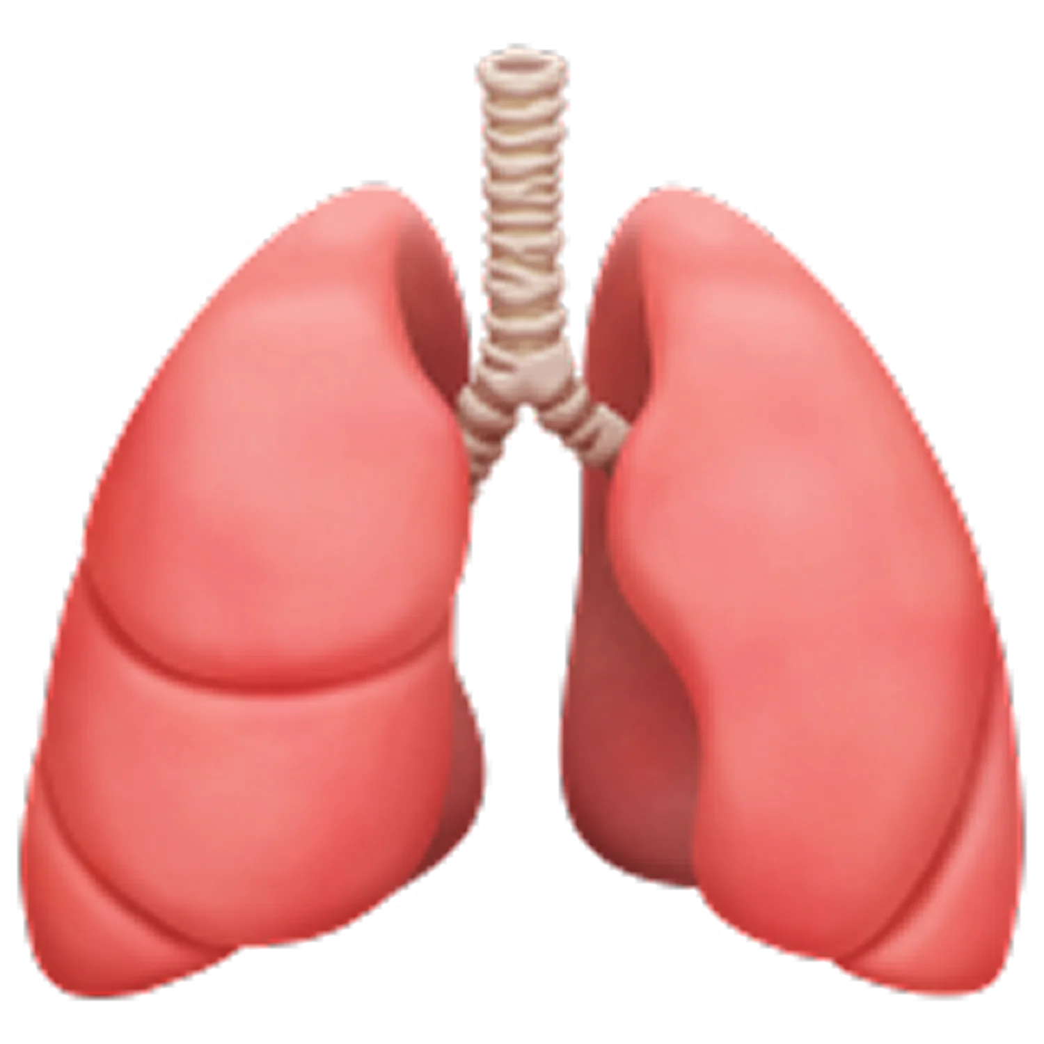 Pink Lungs and Trachea Medical Illustration Free PNG
