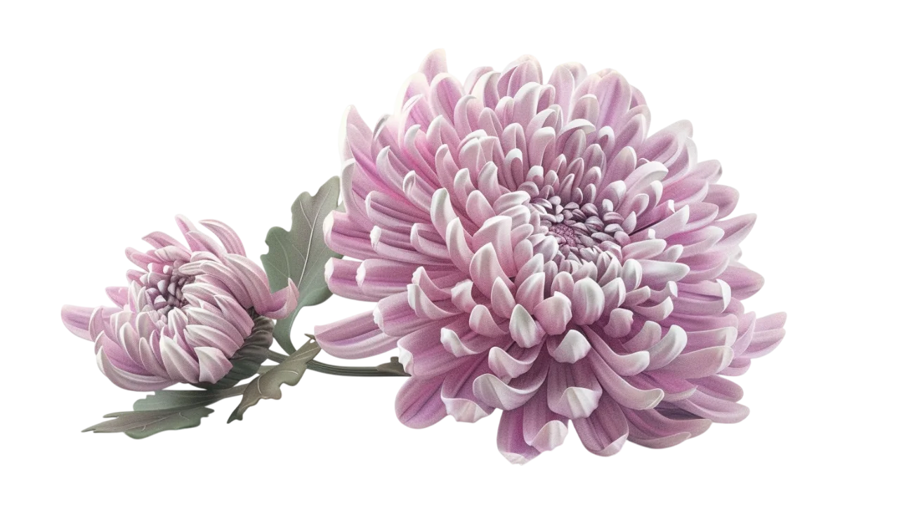 Pink Chrysanthemum Flowers with Leaves Free PNG