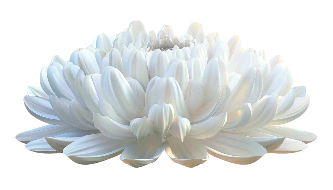 White Chrysanthemum Flower Free PNG