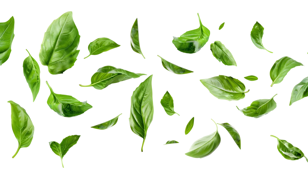 Scattered Fresh Basil Leaves Free PNG