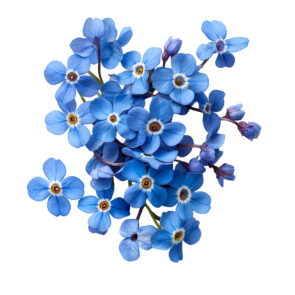 Blue Forget-Me-Not Flower Cluster Free PNG
