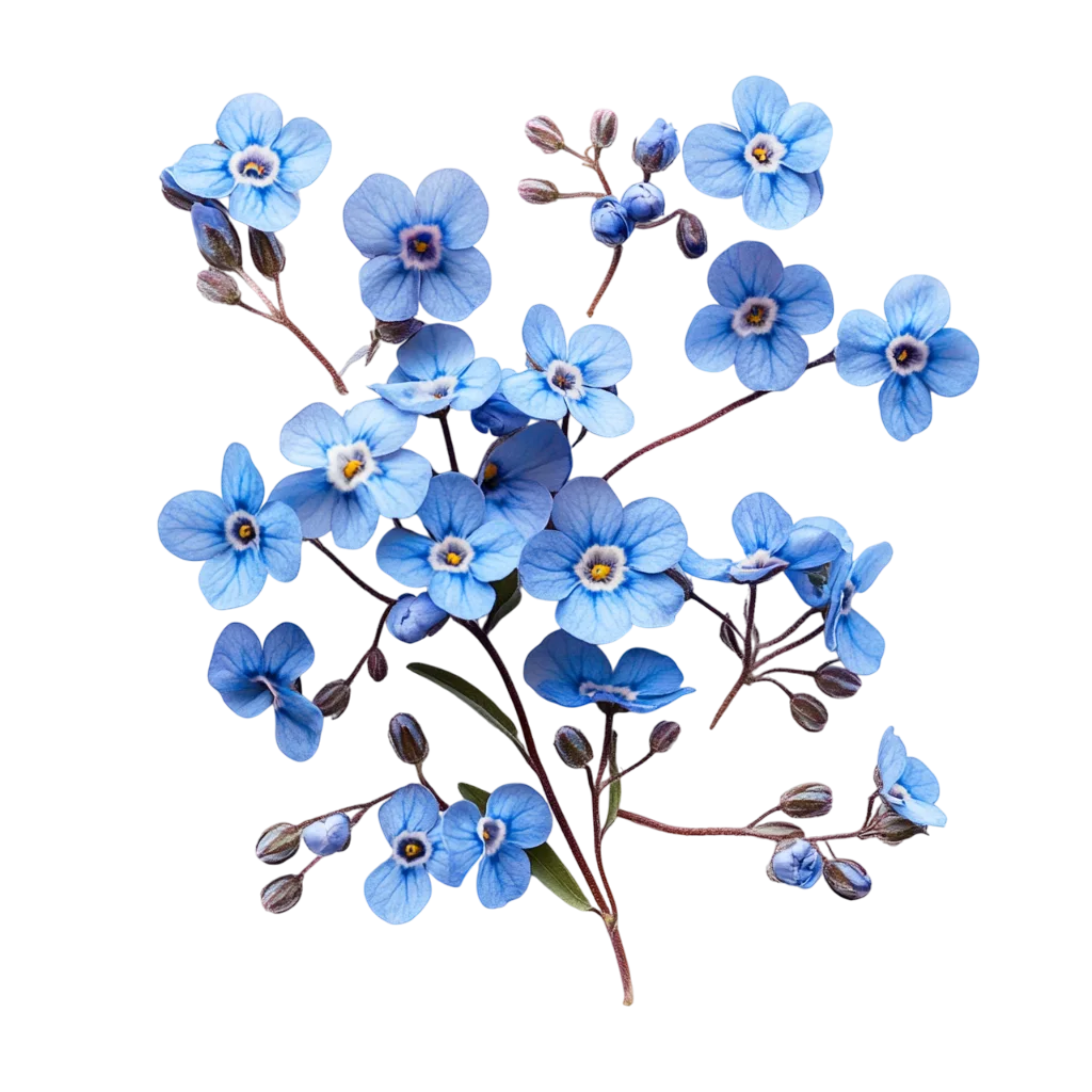 Blue Wildflower Branch with Blossoms and Buds – Free PNG