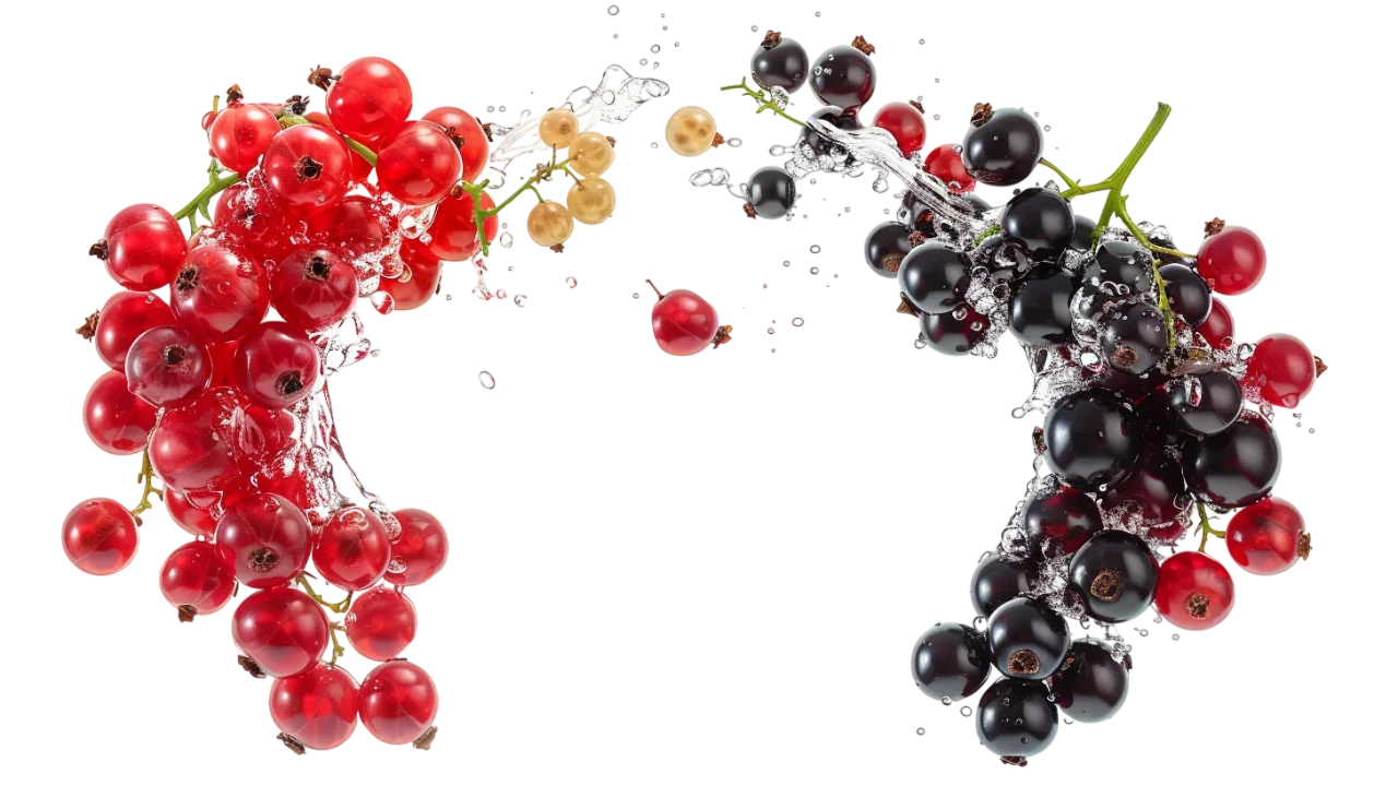 Red and Black Currant Clusters with Water Splash Free PNG