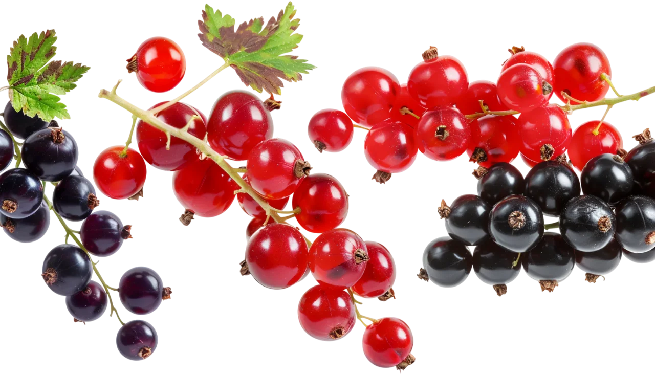 Red and Black Currant Clusters with Leaves – Free PNG