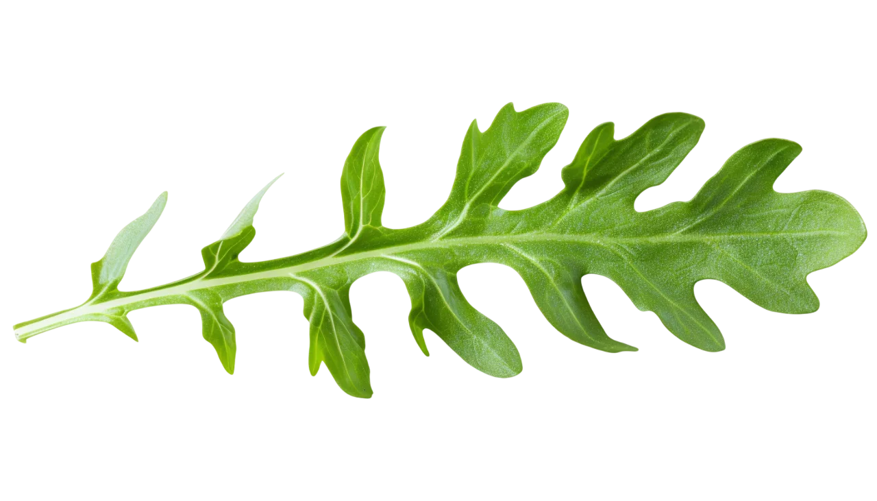 Fresh Arugula Leaf Free PNG