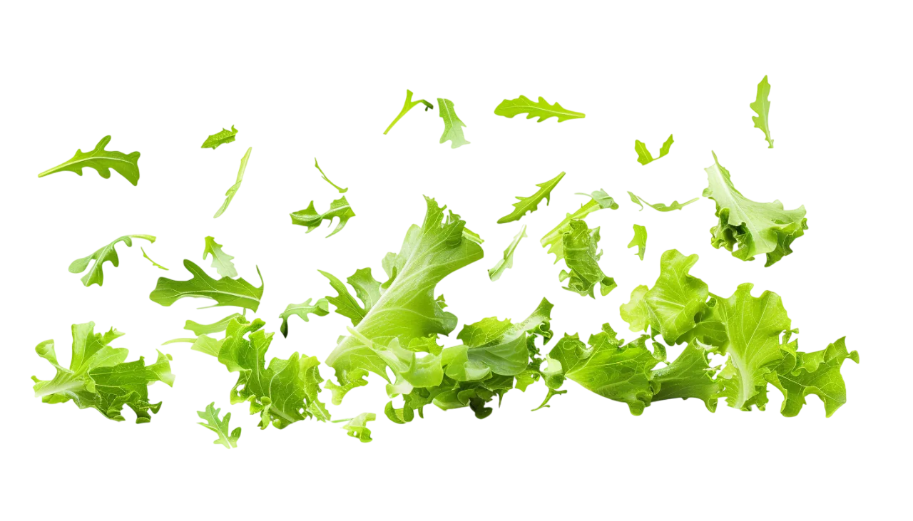 Scattered Green Lettuce Leaves Free PNG