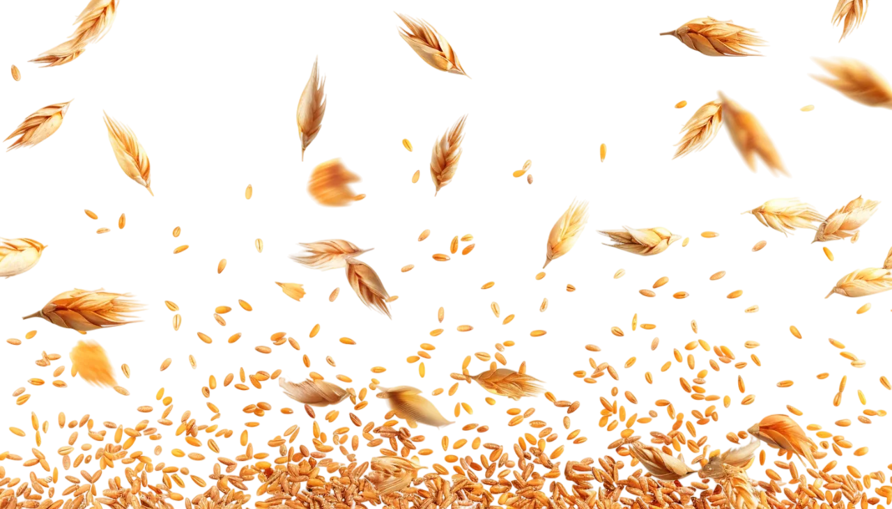 Golden Wheat Grains Falling and Scattering - Free PNG