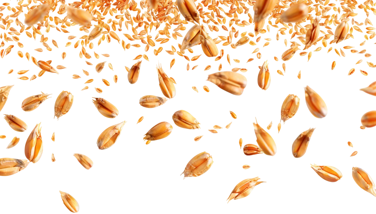Falling Golden Wheat Grains on Transparent Background Free PNG