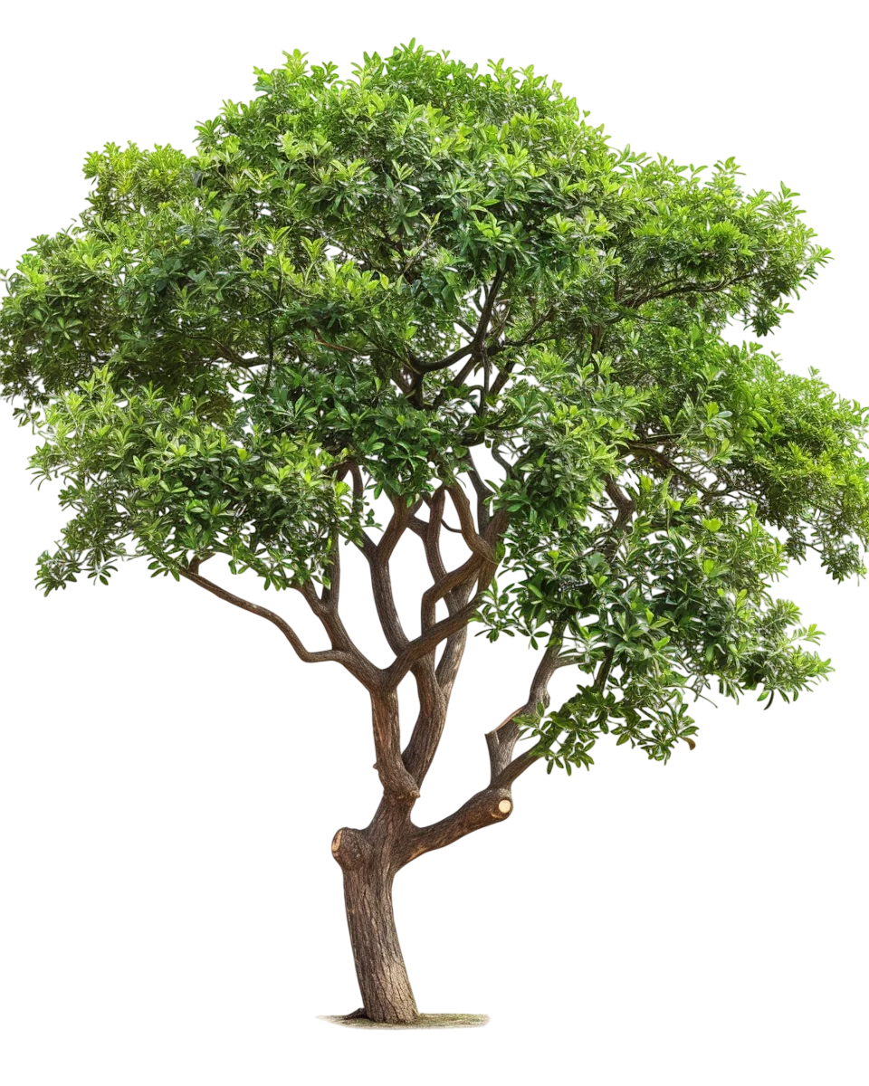 Mature Green Tree with Broad Canopy - Free PNG