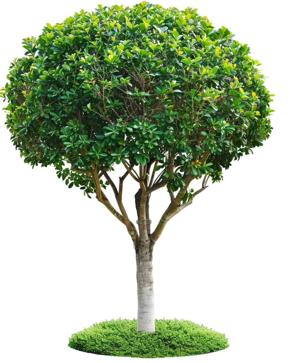 Pruned Ornamental Tree with Rounded Canopy - Free PNG