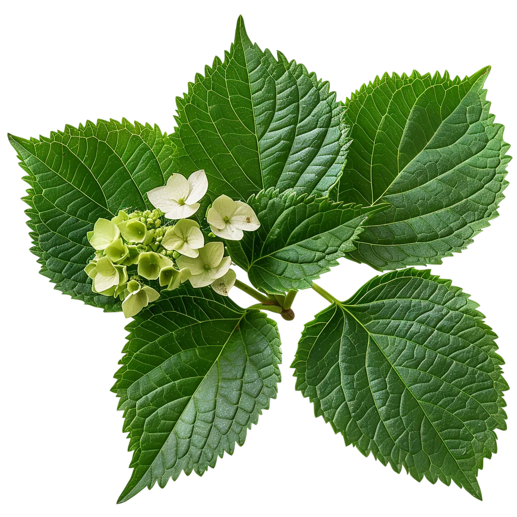 Green Hydrangea Sprig with Pale Blooms | Free PNG