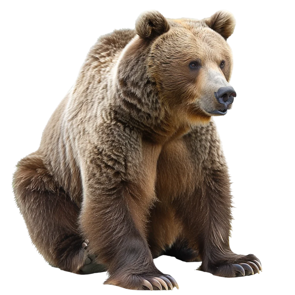 Seated Brown Bear Cutout Free PNG