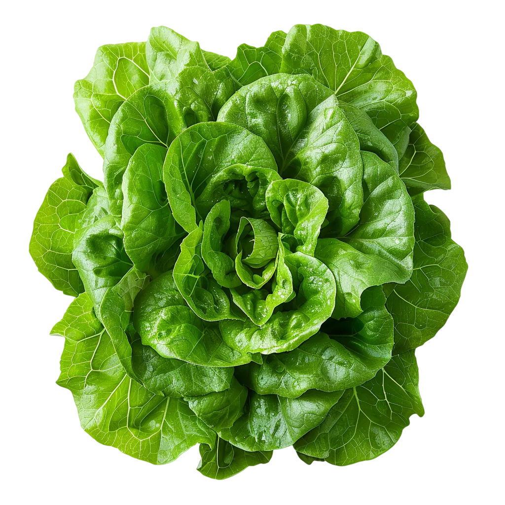 Fresh Green Lettuce Head | Free PNG