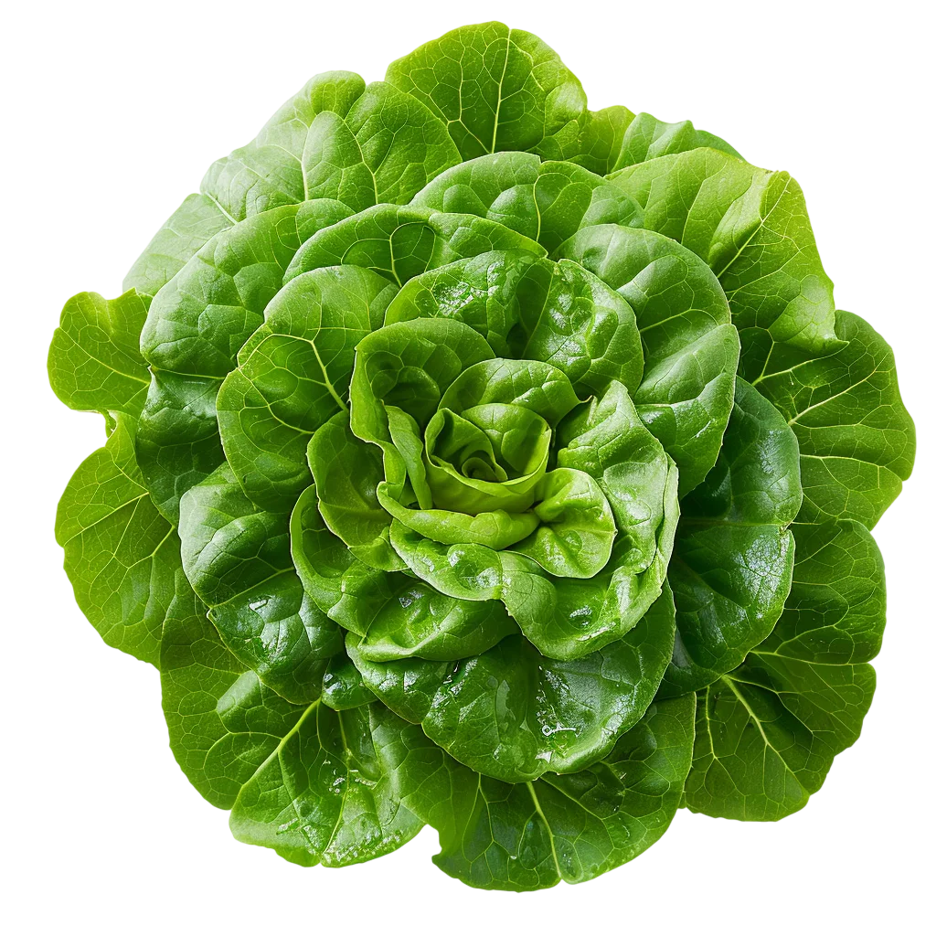 Fresh Green Butter Lettuce Head Free PNG