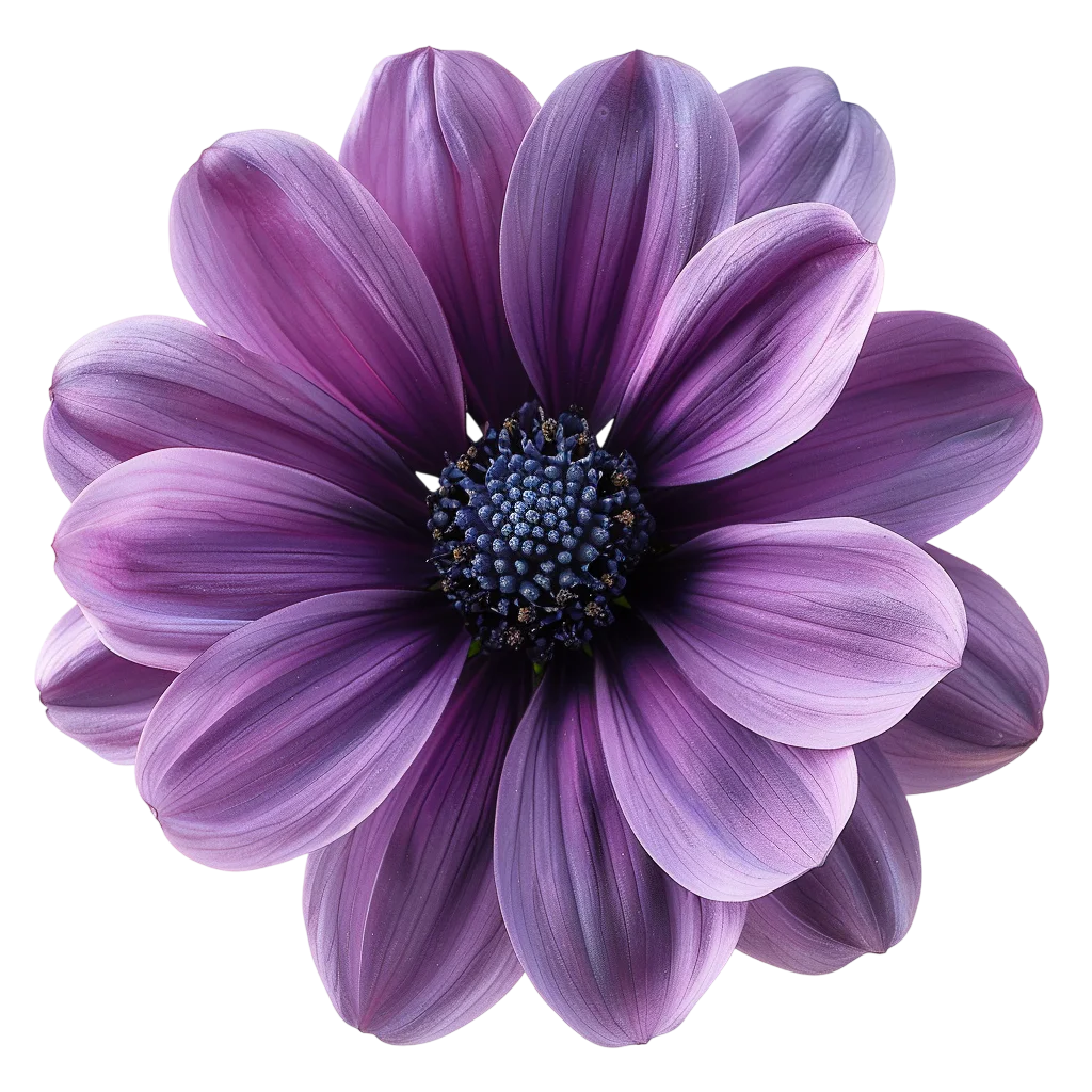 Purple Daisy-Like Flower with Dark Center – Free PNG