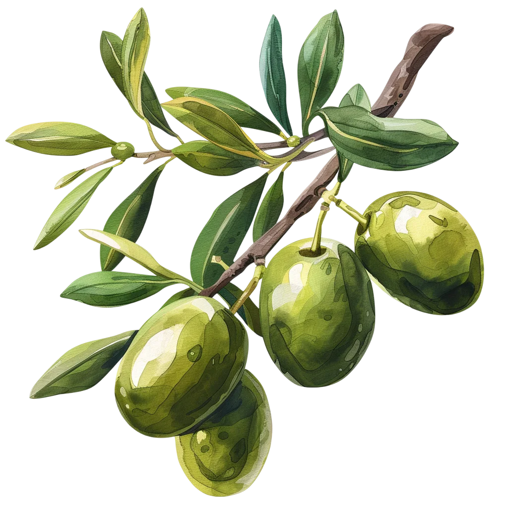 Watercolor Olive Branch with Green Olives | Free PNG