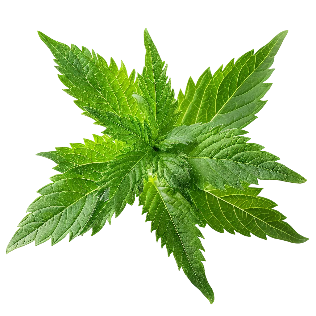 Green Cannabis Leaves Isolated on Transparent Background Free PNG