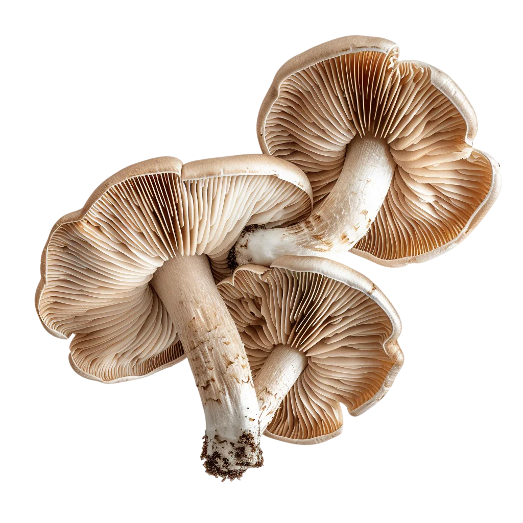 Cluster of Gilled Mushrooms Free PNG