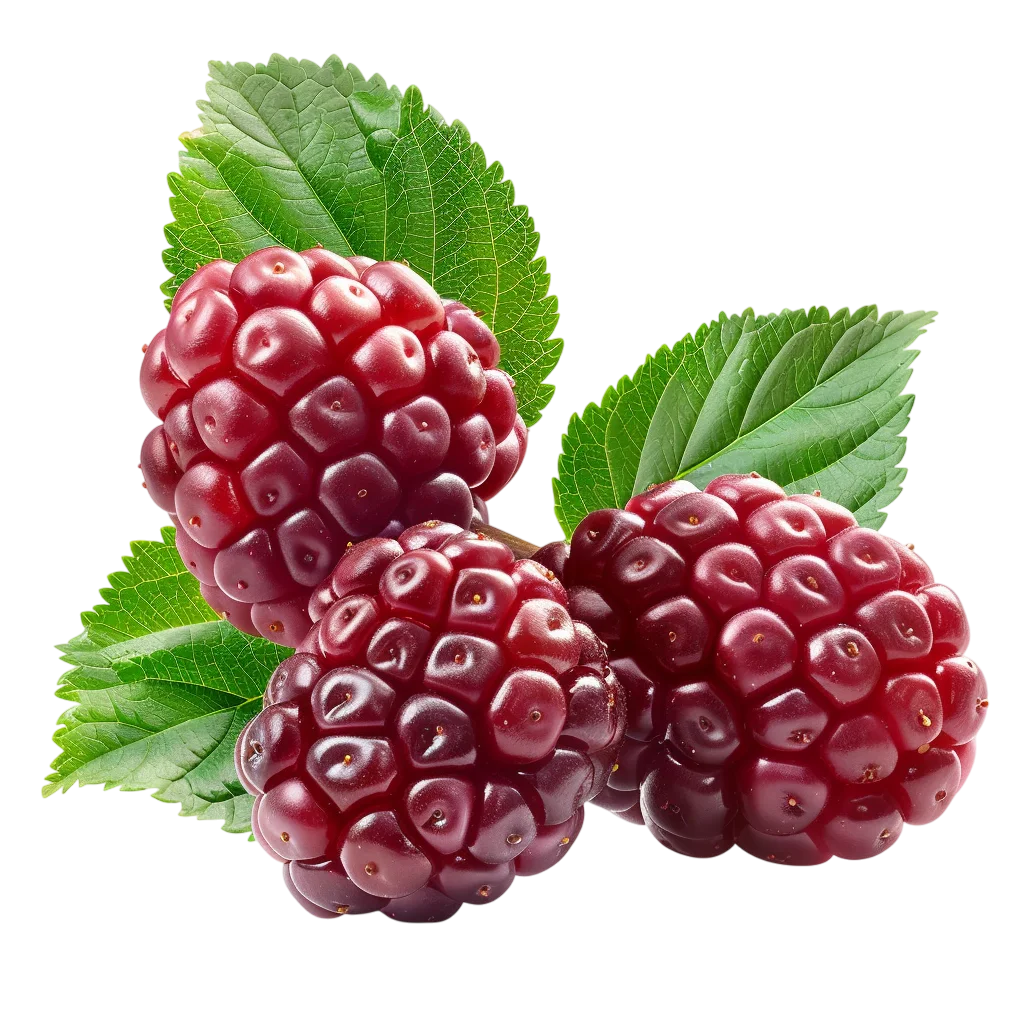 Three Glossy Blackberries with Green Leaves Free PNG
