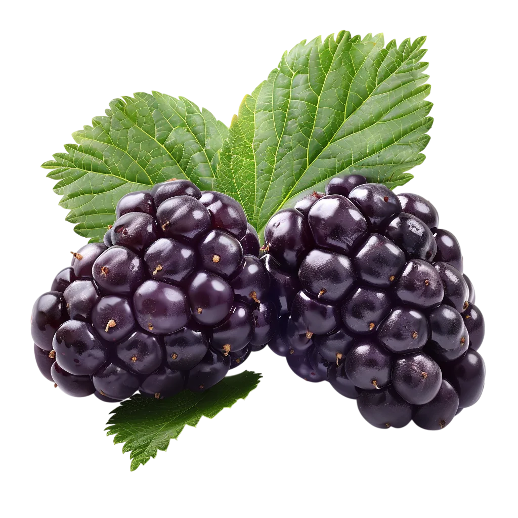 Ripe Blackberries with Green Leaves | Free PNG