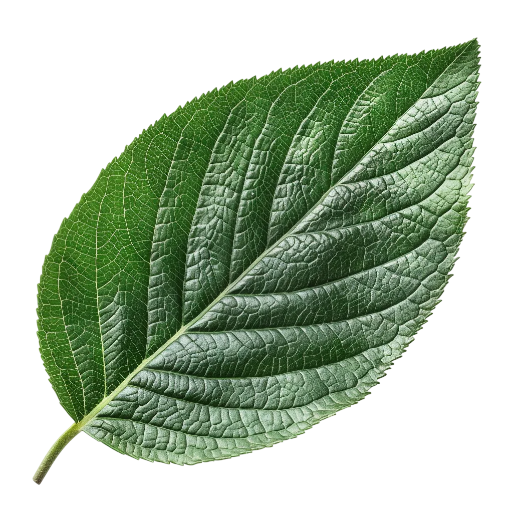 Detailed Textured Green Leaf | Free PNG