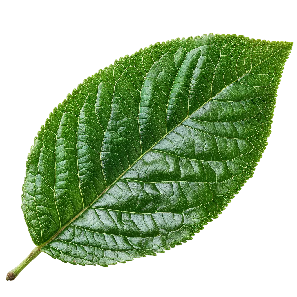 Detailed Green Leaf with Prominent Veins Free PNG