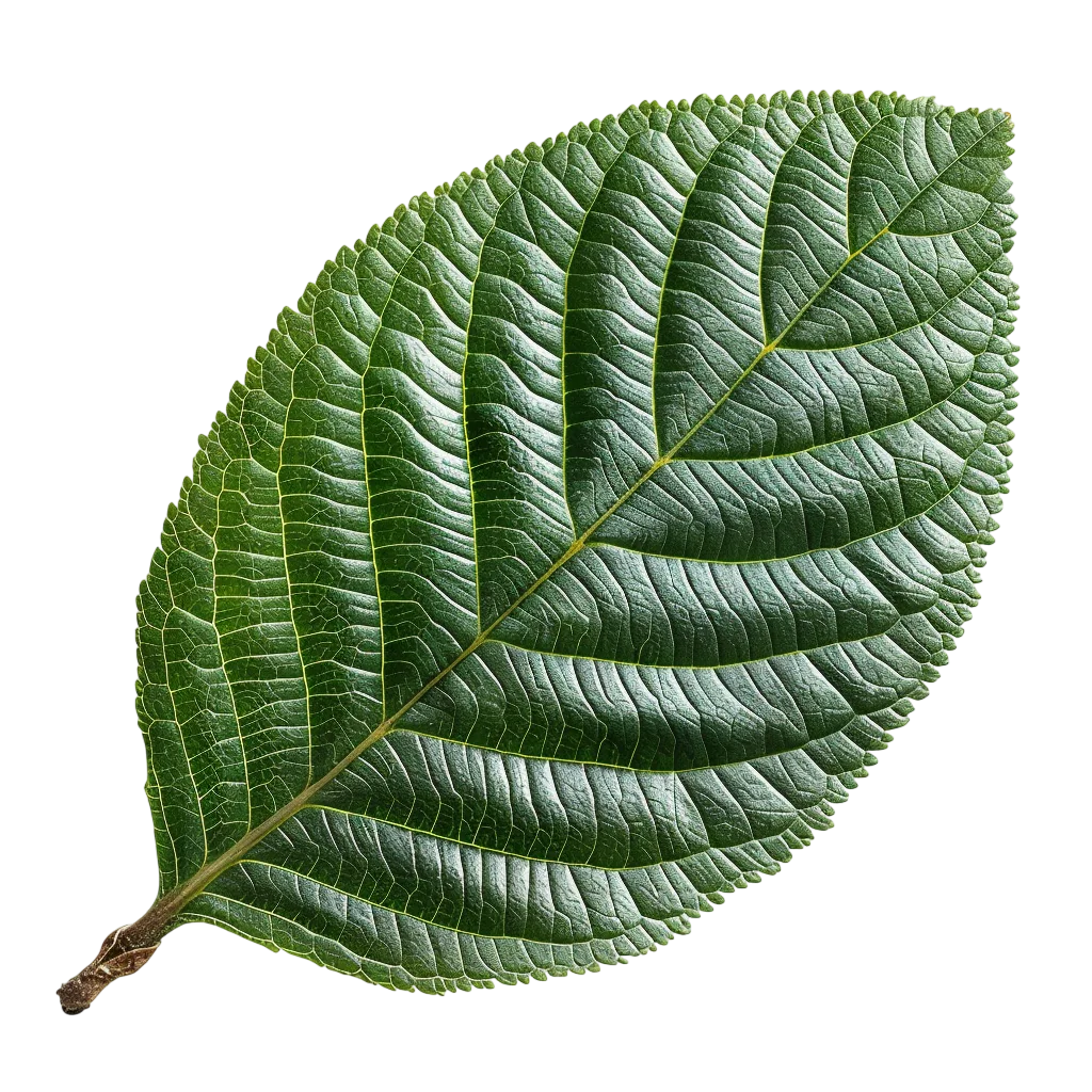 Textured Green Leaf with Prominent Veins Free PNG