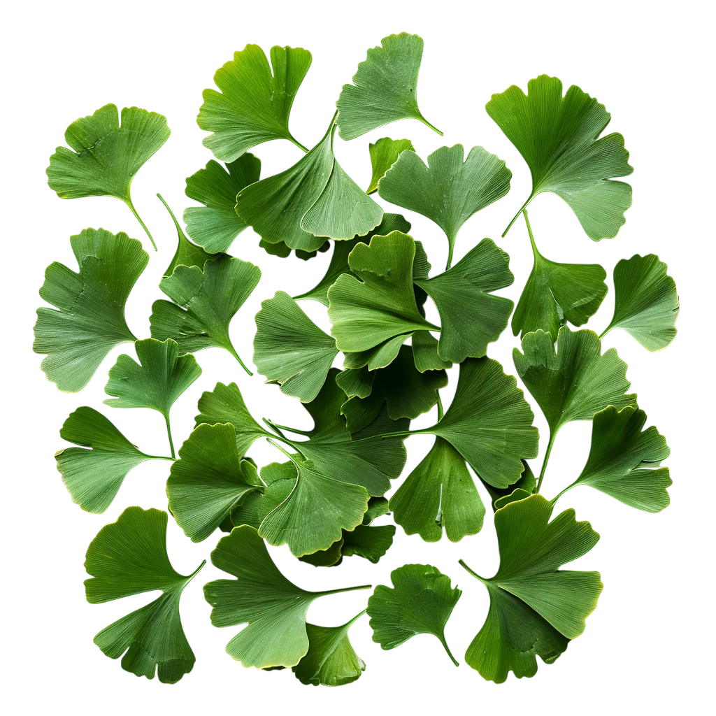 Green Ginkgo Leaves Cluster Free PNG