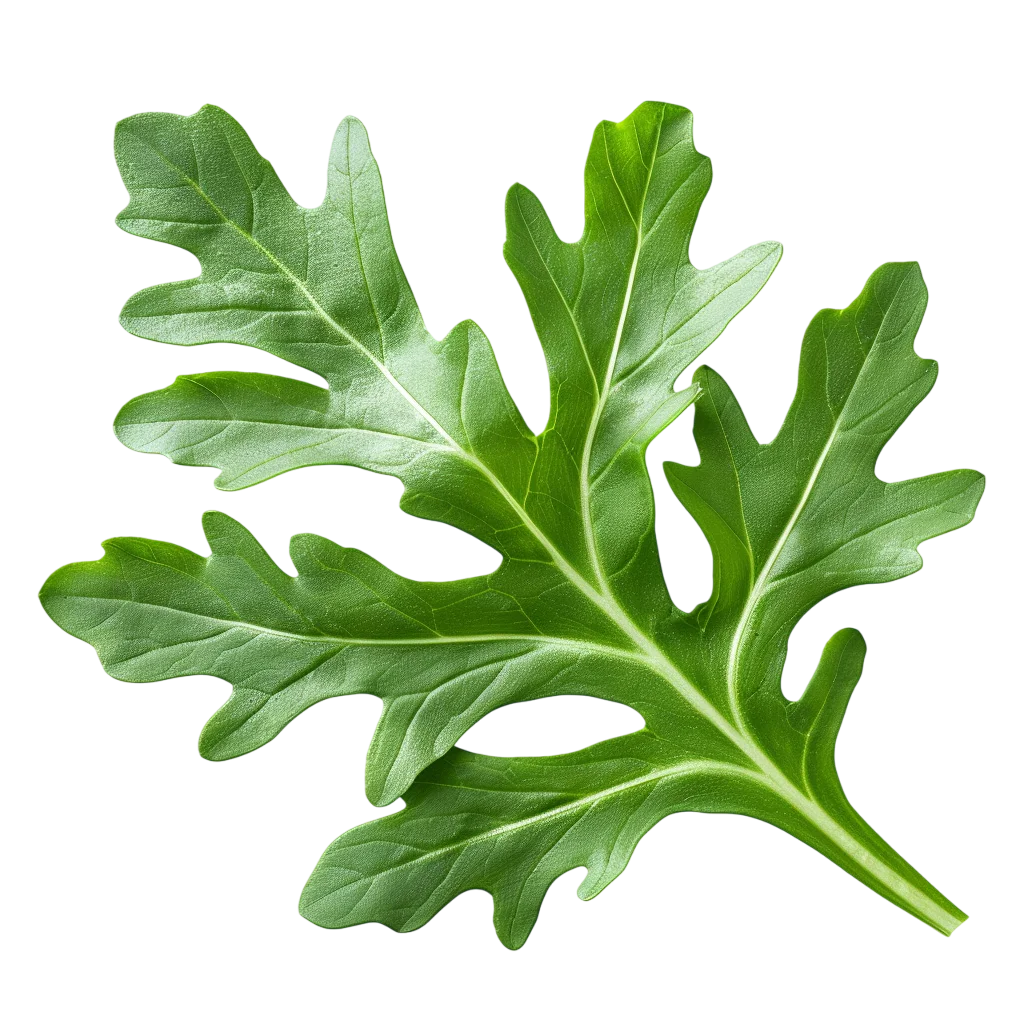 Glossy Green Lobed Leaf Free PNG