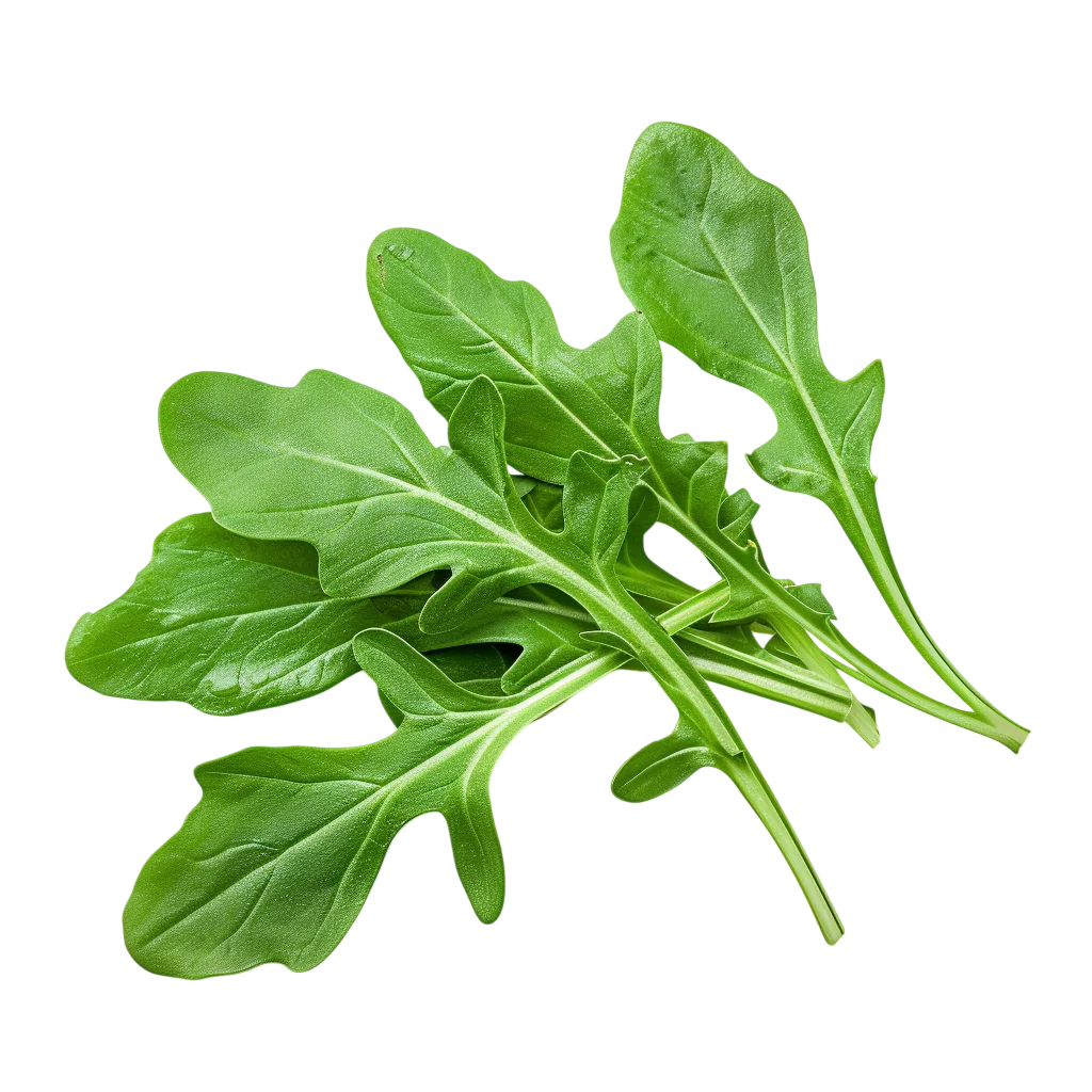 Fresh Green Arugula Leaves – Free PNG